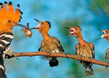 Các loài động vật quý hiếm tại Vườn Quốc Gia Cát Tiên