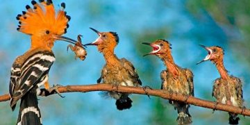 Các loài động vật quý hiếm tại Vườn Quốc Gia Cát Tiên